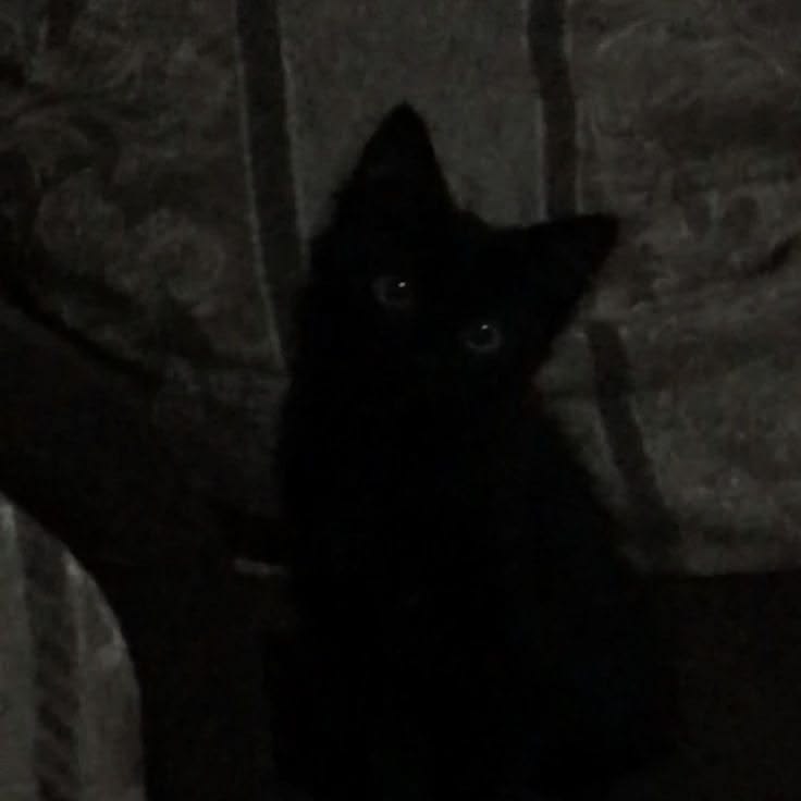 Black Cat